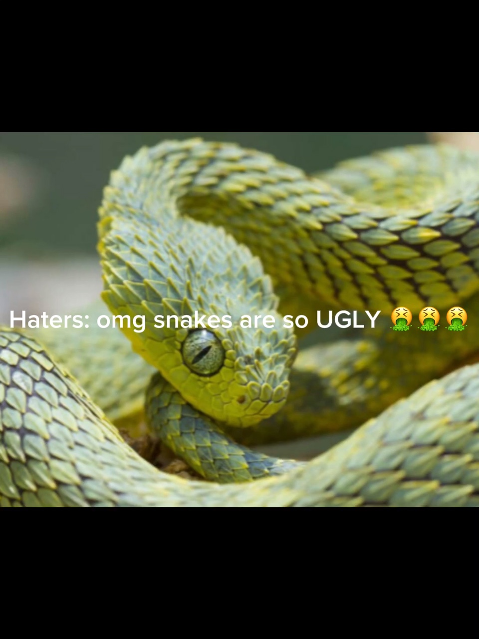 Because they can