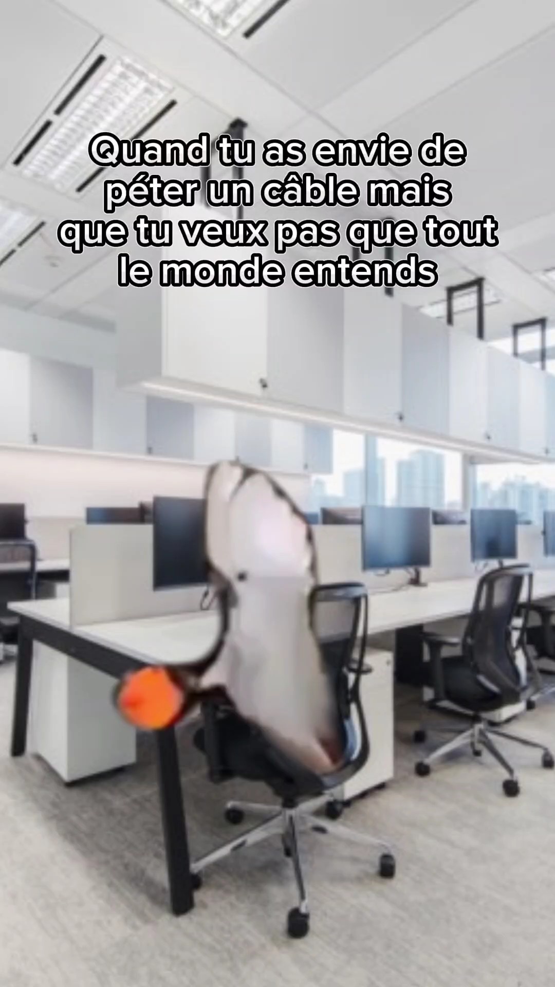 Perroquet qui crie