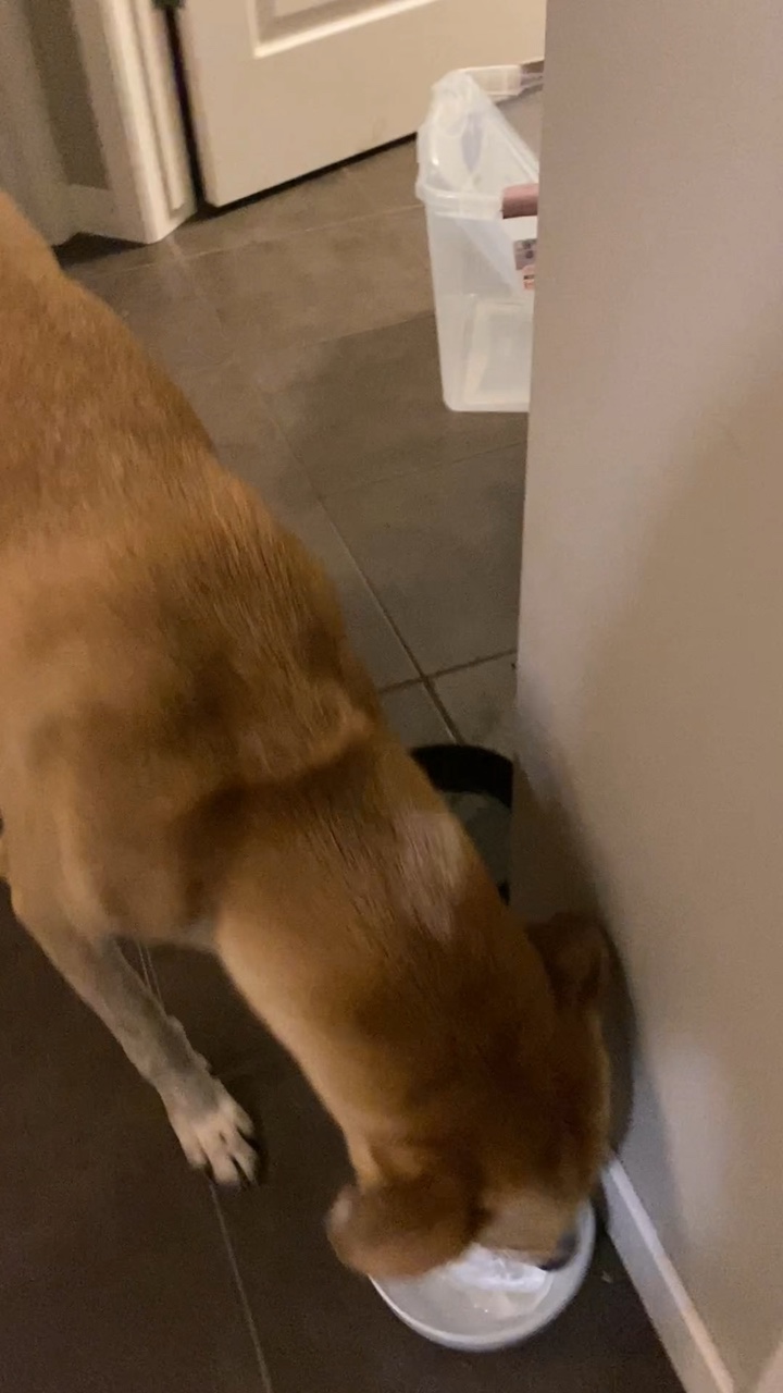 GUYS I GOT A DOG 😱