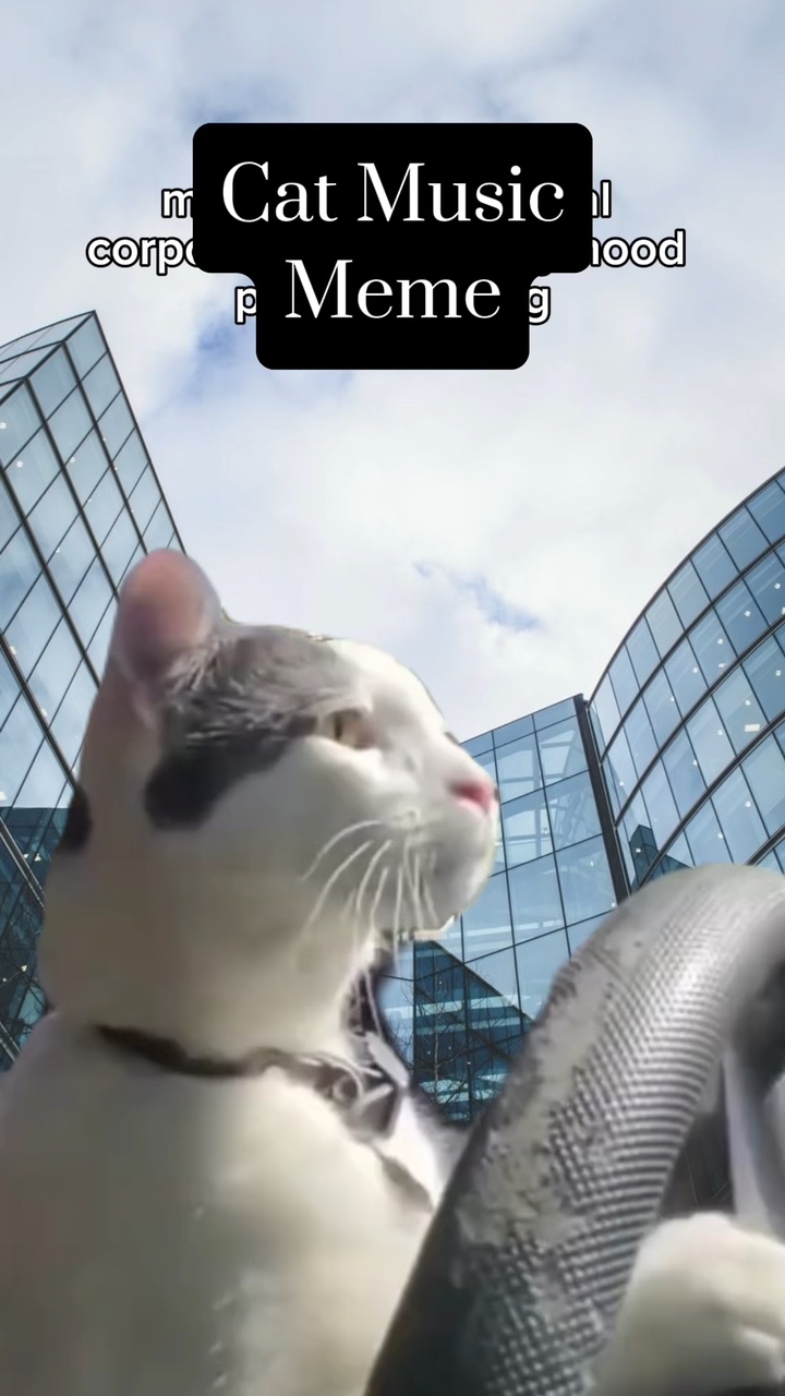 Cat Music Meme 
