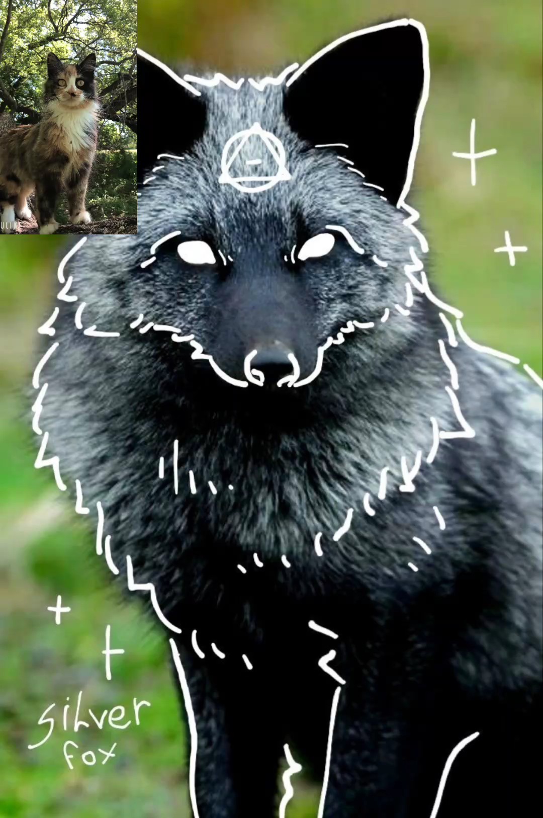 VOICE REVEAL!! 600?!