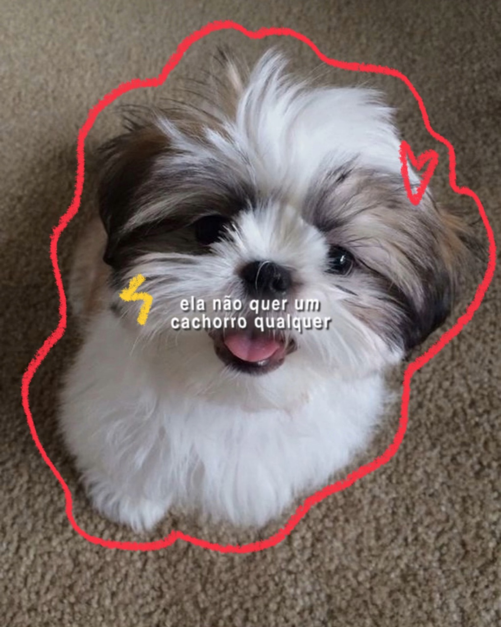 Vc é o cachorro dela
