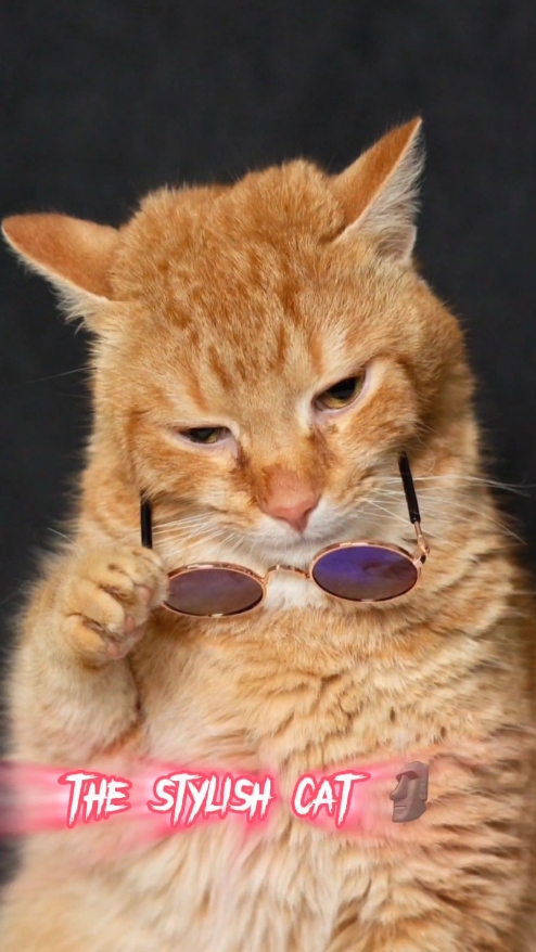 un chat stylé 