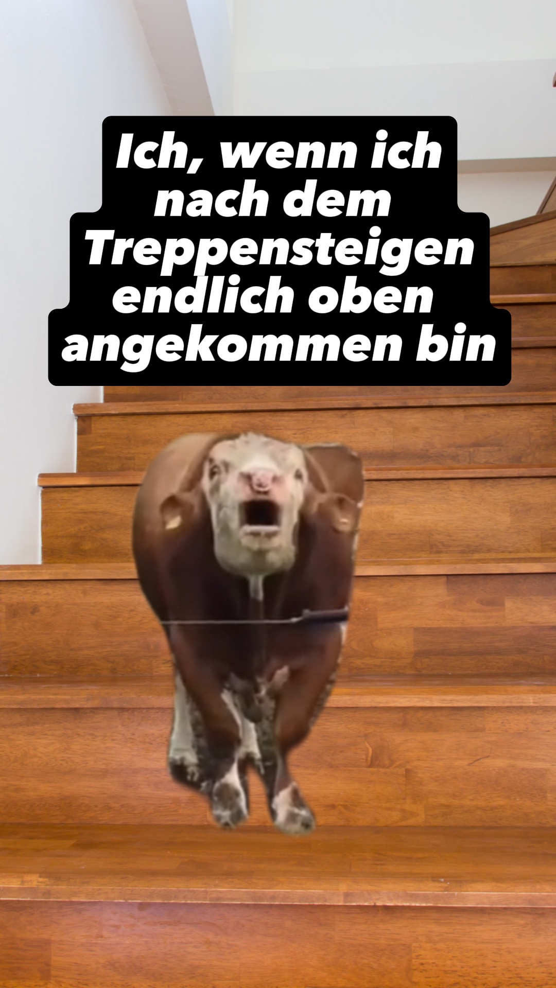 Kuh atmet laut Meme 