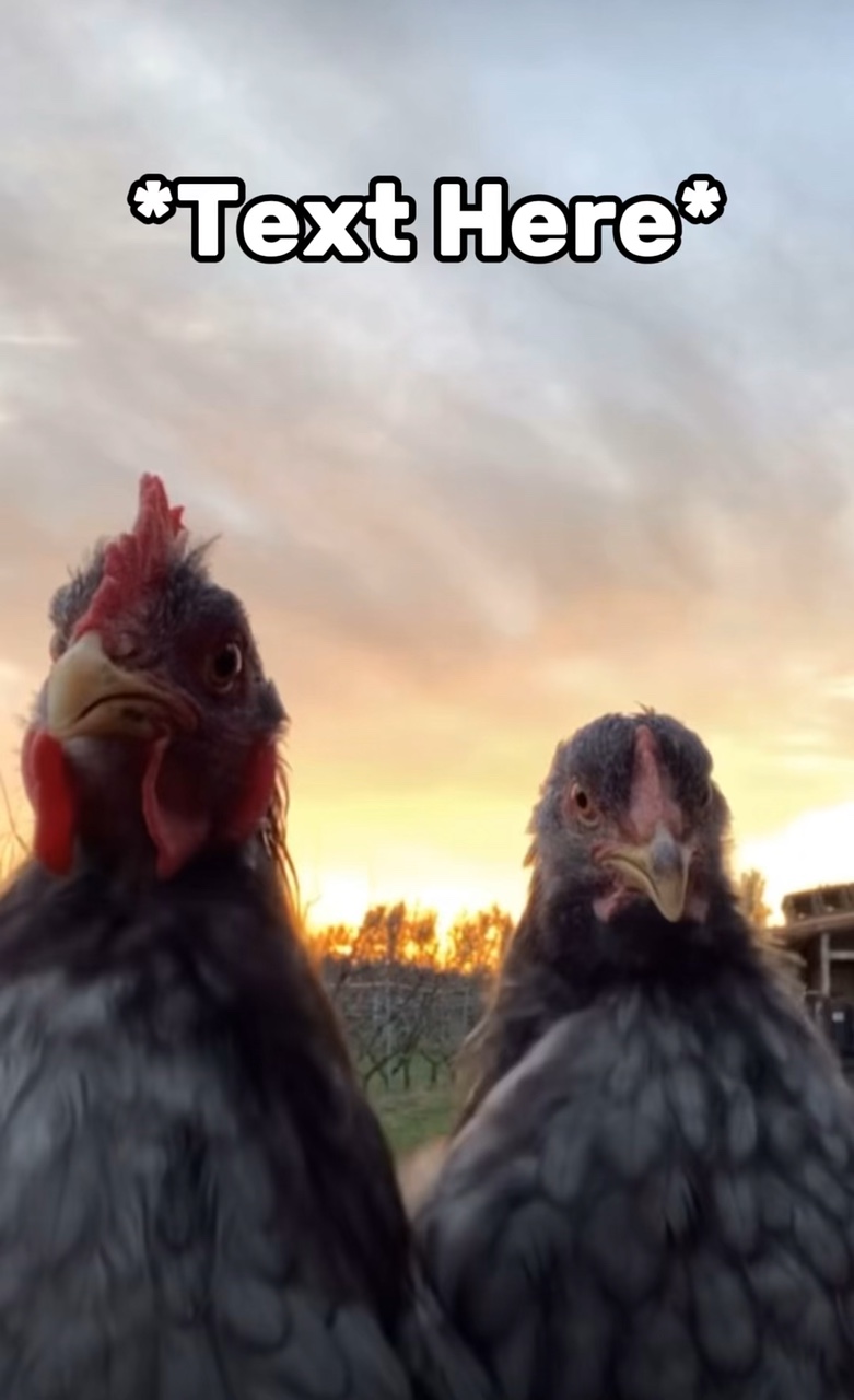 Chicken dance meme 