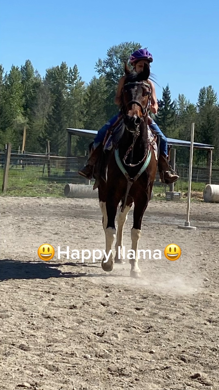 Not horse abuse