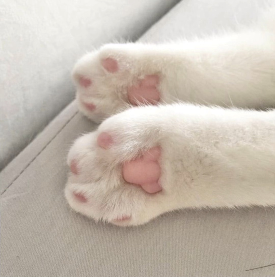 ₊˚⊹ Fִ࣪ᦒ᩠ׂׅr Mִׂαׂׂׅׅᨮׂׅ݂ !