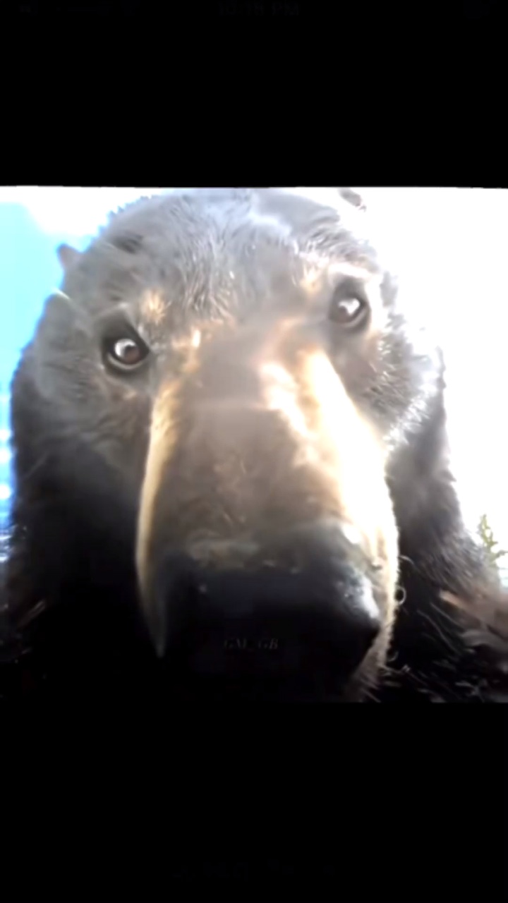 Bear vs wolf edit