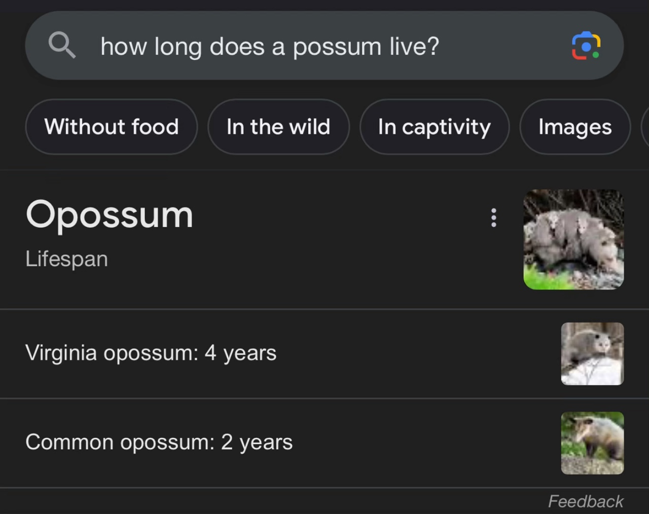 Moxxi is king possum
