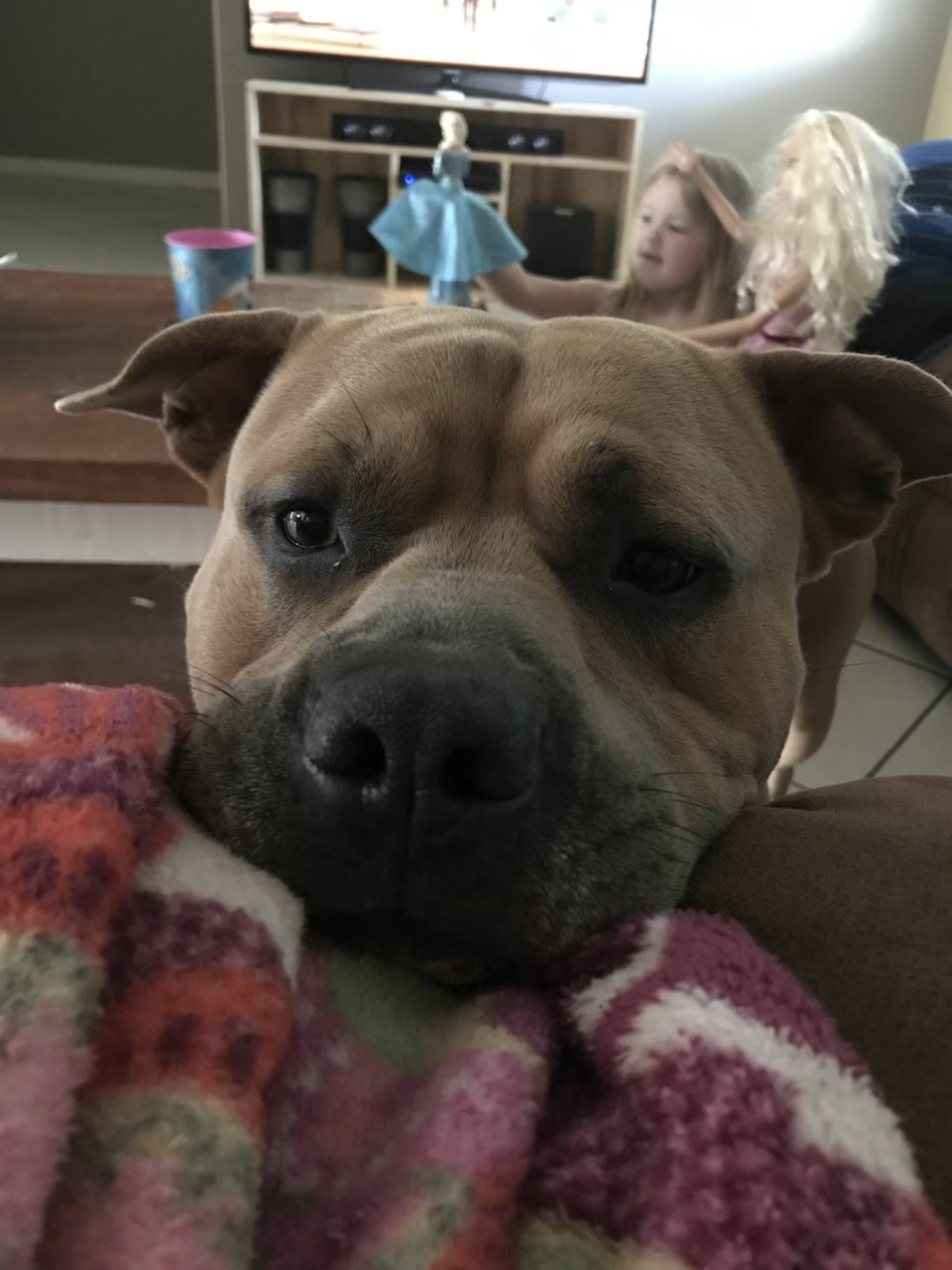 My dog♥️he passed 