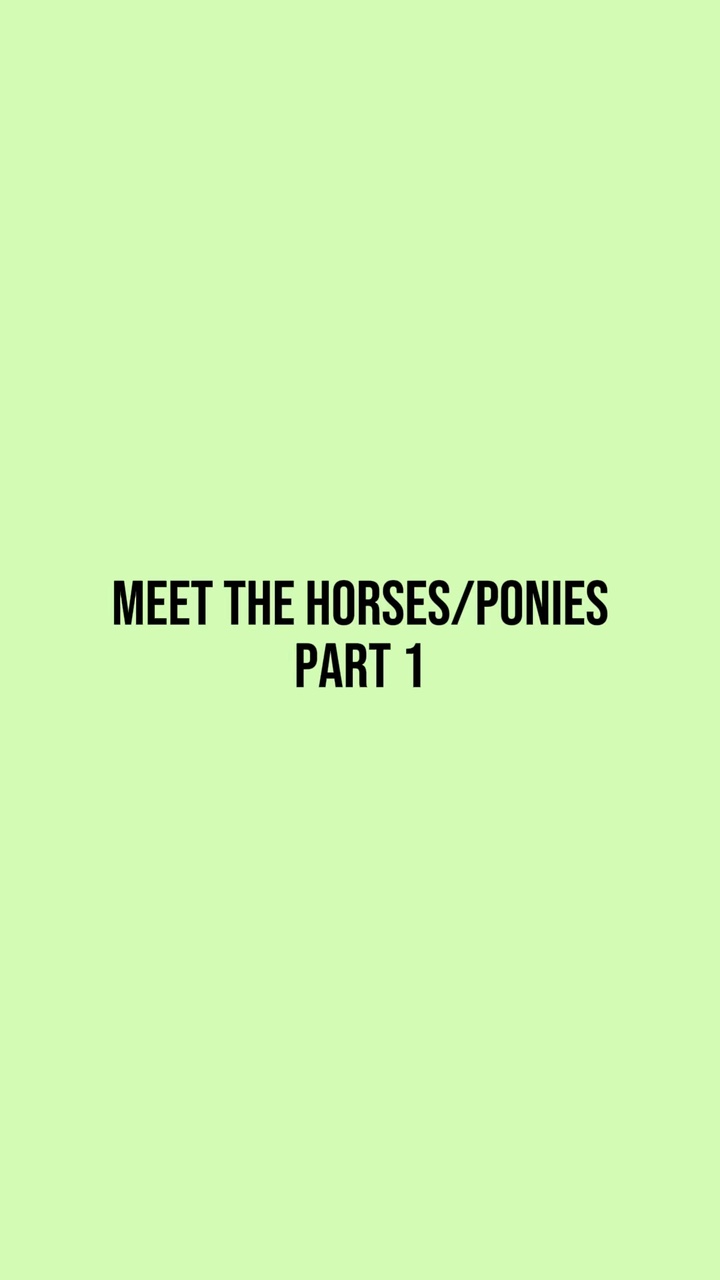 Meet the horse/pony