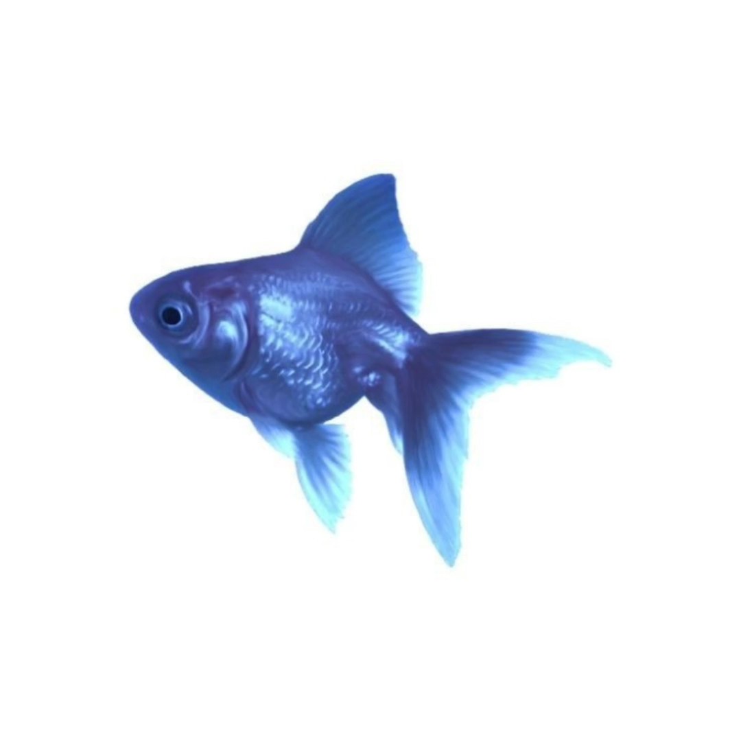 𝕞ꫀ𝐥𝕙ꪮ𝕣